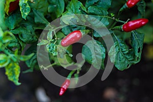 Fresh cayenne pepper or cabai rawit or devil\'s chilies hanging on the tree in the fields.