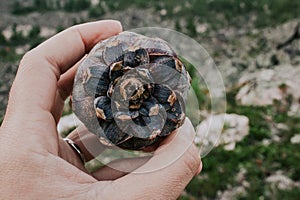 Fresh cedar cone in hand. Place where the cone is attached to a tree branch. Resinous pine cones in the wild nature