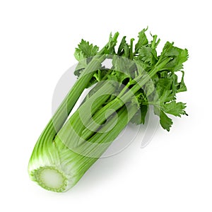 fresh celery isolated over a white background