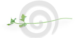 Fresh celery with leaves isolated on white background with clipping path