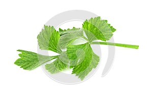 Fresh celery with root isolated on white background ,green leaves pattern
