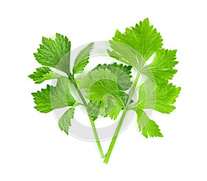 Fresh celery with root isolated on white background ,green leaves pattern