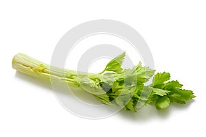 Fresh celery stalk