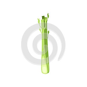 Fresh celery stalk, vegetarian healthy food, organic herb for cooking vector Illustration on a white background