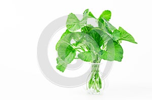 Fresh Centella asiatica, Asiatic Pennywort leaf.