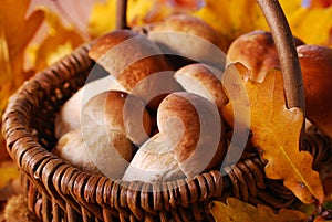 Fresh cep (porcini ) mushrooms in the basket