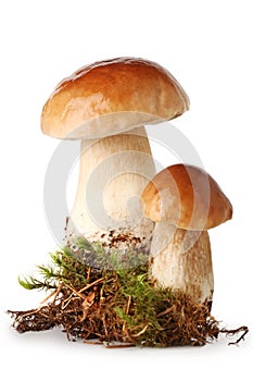 Fresh ceps on moss