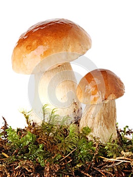 Fresh ceps on moss photo