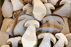 Fresh ceps porcini mushrooms halves close up photo