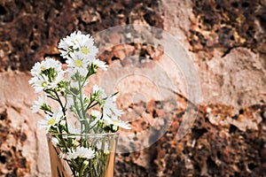 Fresh chamomile flowers on the red rock background