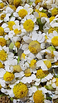 Fresh Chamomile herbal flowers perfect for tea