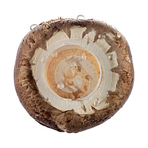 Fresh champignon mushroom isolated on white. Bottom view. 100-percent sharpness