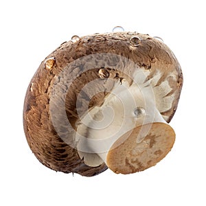 Fresh champignon mushroom isolated on white. Healthy food. 100-percent sharpness