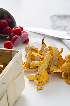 Fresh chanterelle mushrooms from an autumn forest