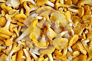 Fresh chanterelle mushrooms background