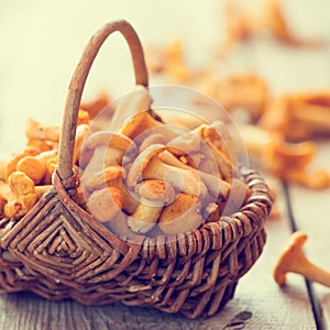 Fresh chanterelle mushrooms in rustic wicker basket.