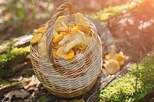 Fresh chanterelle mushrooms in wicker basket in the forest