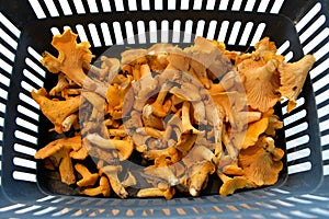 Fresh chanterelles