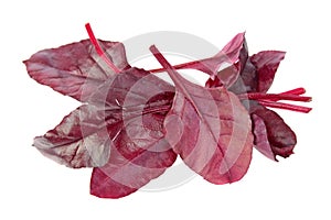 Fresh chard red leaves isolated on white background