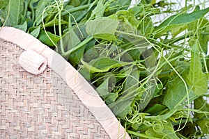 Fresh chayote vines in basket