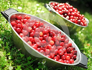 Fresh cherries