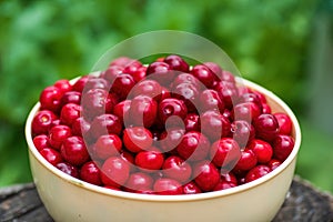 Fresh cherries in beige bowl on nature green background