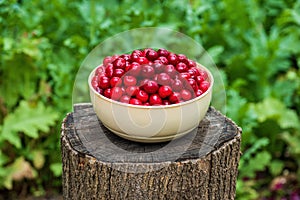 Fresh cherries in beige bowl on wood stump on nature green background