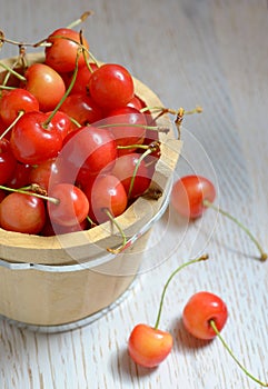 Fresh cherries in a bucket