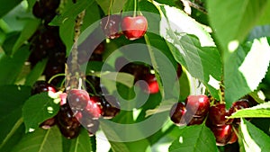 Fresh cherries fruit hanging in branch of a cherry tree