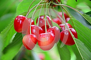 Fresco cerezas colgar sobre el un árbol 