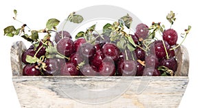 Fresh Cherries isolated on white