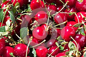 Fresh cherries with stems and leaves