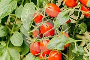 Fresh cherry tomato on a branch in the garden.