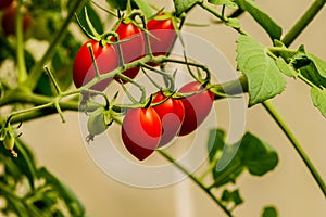 Fresh cherry tomato on a branch in the garden.
