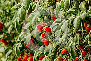 Fresh cherry tomato on a branch in the garden.