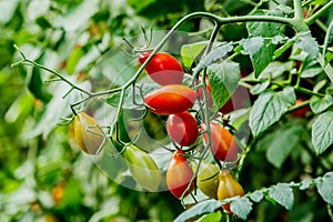 Fresh cherry tomato on a branch in the garden.