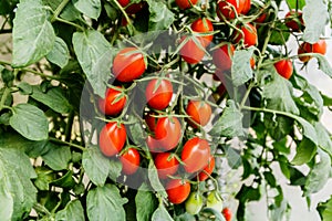 Fresh cherry tomato on a branch in the garden.