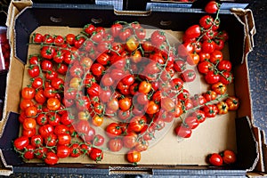 Fresh Cherry Tomatoes in Box