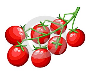 Fresh cherry tomatoes vegetable from the garden organic food red tomato on green branch vector illustration isolated on white back