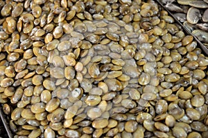 Fresh cherrystone clams