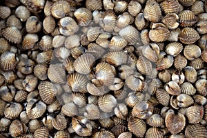 Fresh cherrystone clams