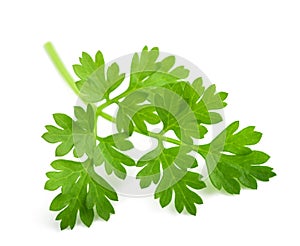 Fresh Chervil branch