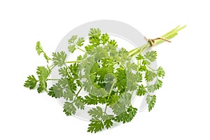 Fresh Chervil bunch