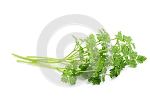 Fresh Chervil bunch