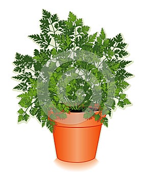 Fresh Chervil Herb in a Flower Pot