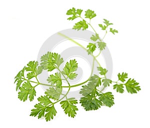 Fresh Chervil sprig