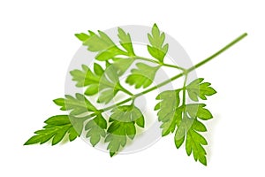 Fresh Chervil sprig