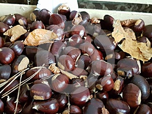 Fresh chestnut from the forest