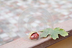 Fresh chestnut and green leaf on metalic fence