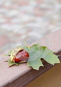 Fresh chestnut and green leaf on metalic fence